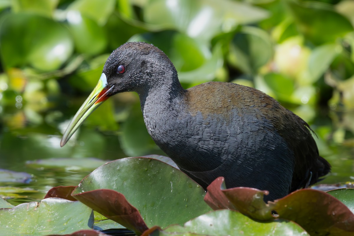 Plumbeous Rail - ML645845317