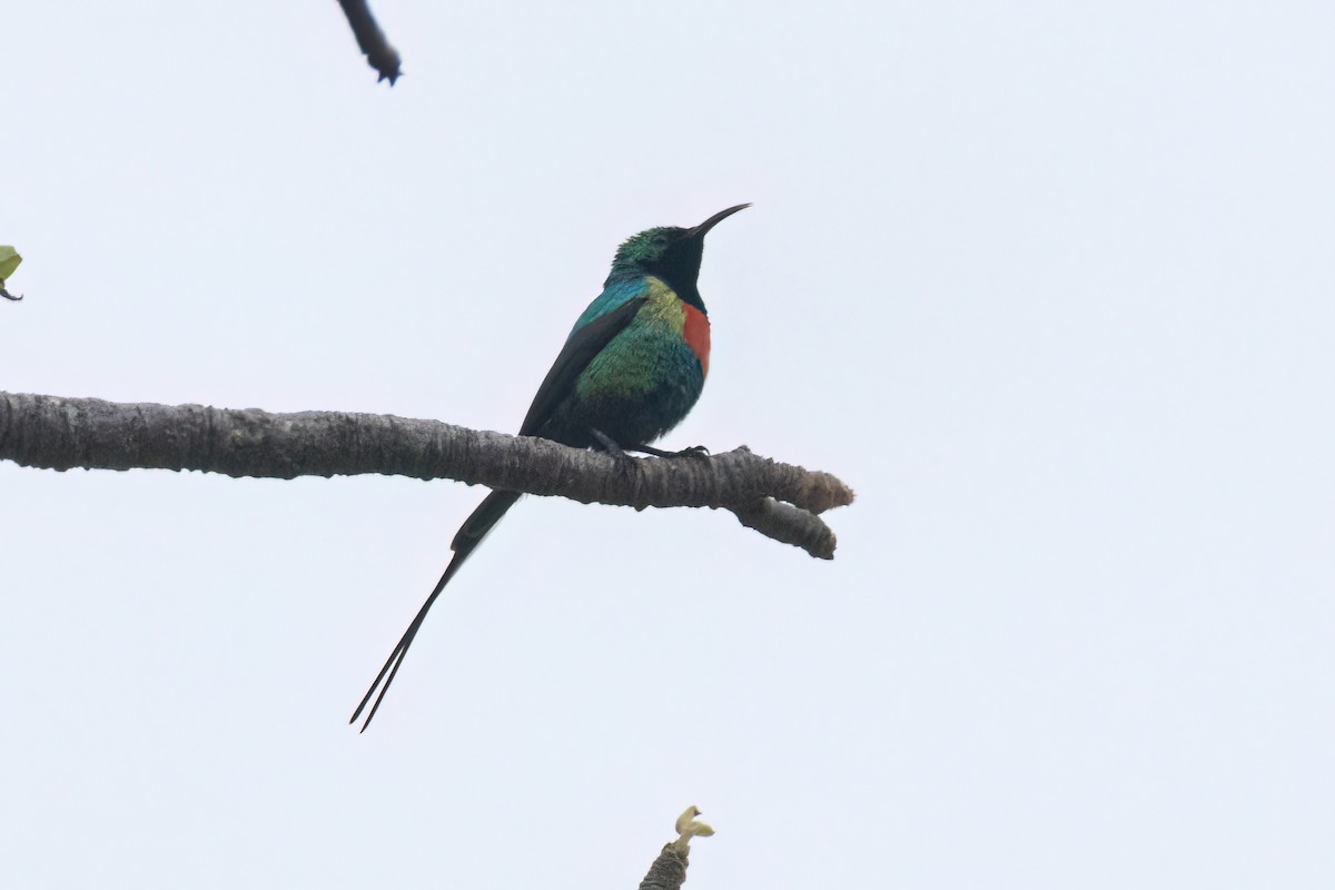 Beautiful Sunbird - ML645845318