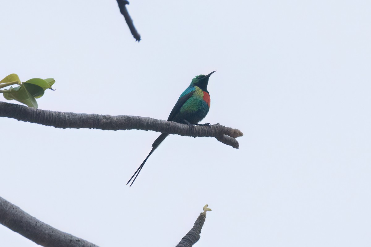 Beautiful Sunbird - ML645845319