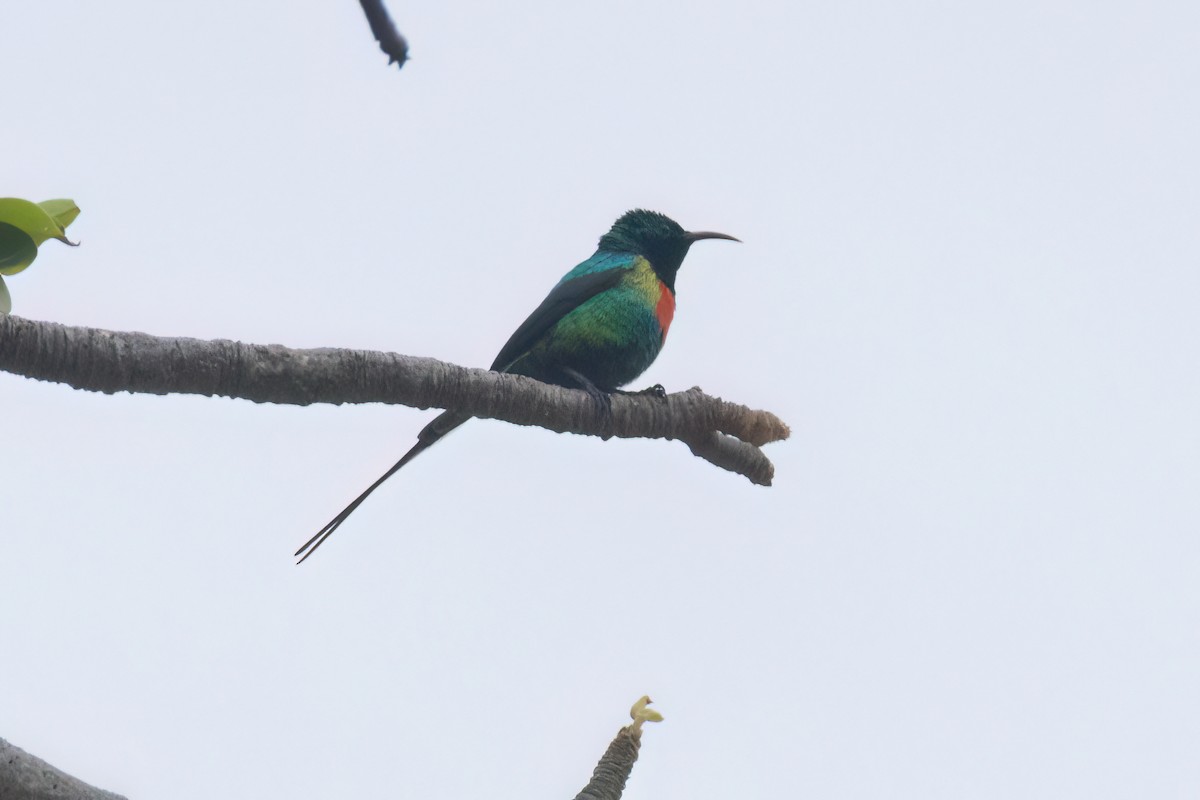 Beautiful Sunbird - ML645845320