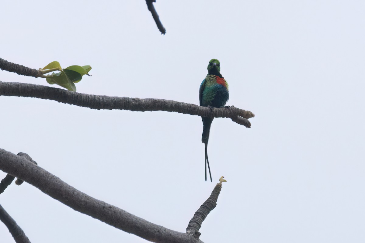 Beautiful Sunbird - ML645845321