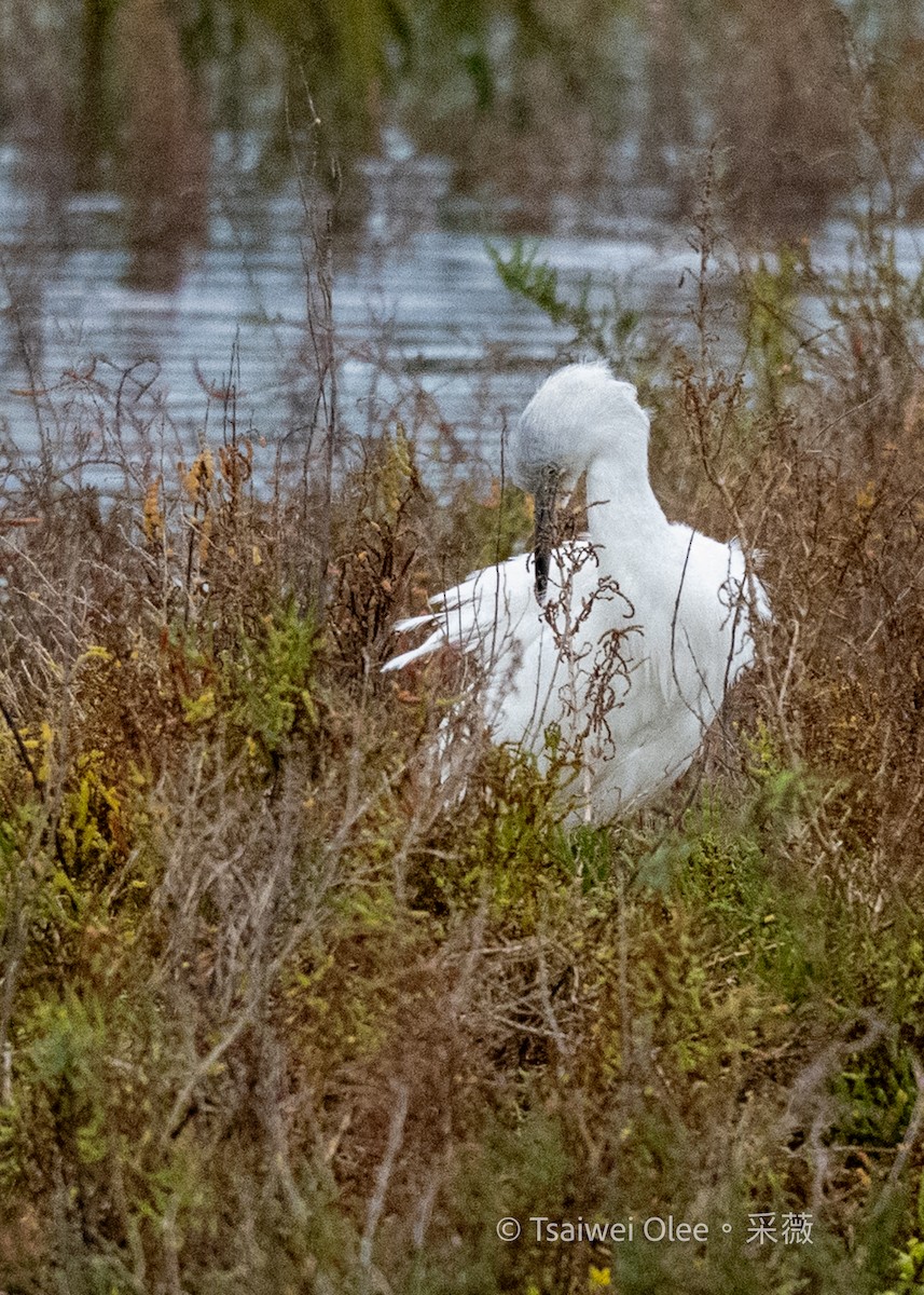Little Blue Heron - ML645845322