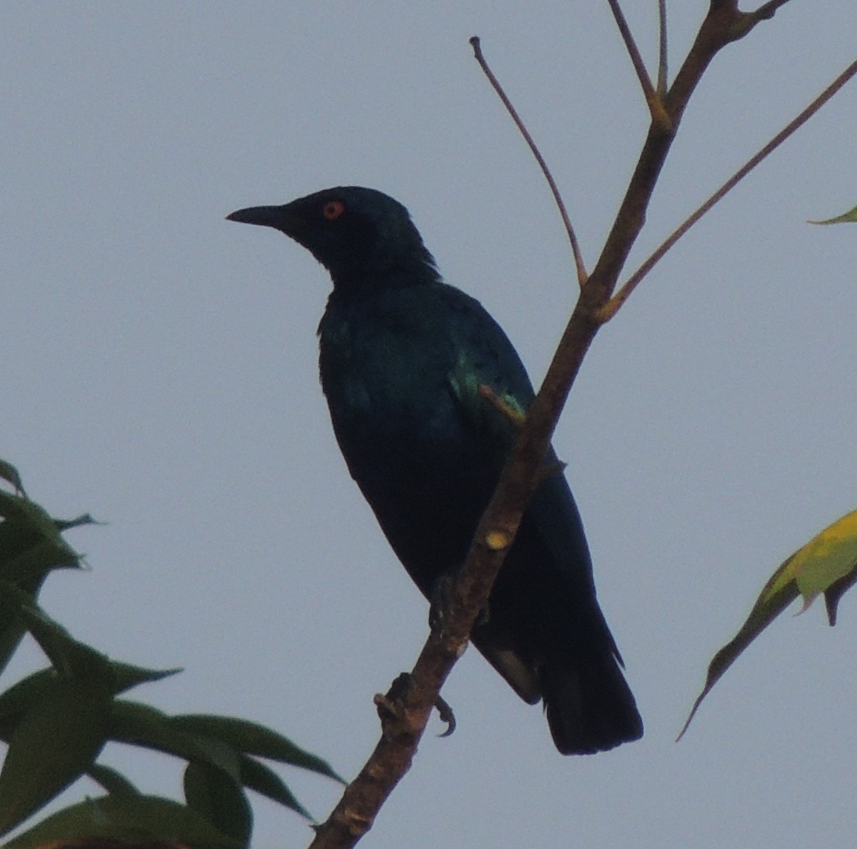 Bronze-tailed Starling - ML645845323