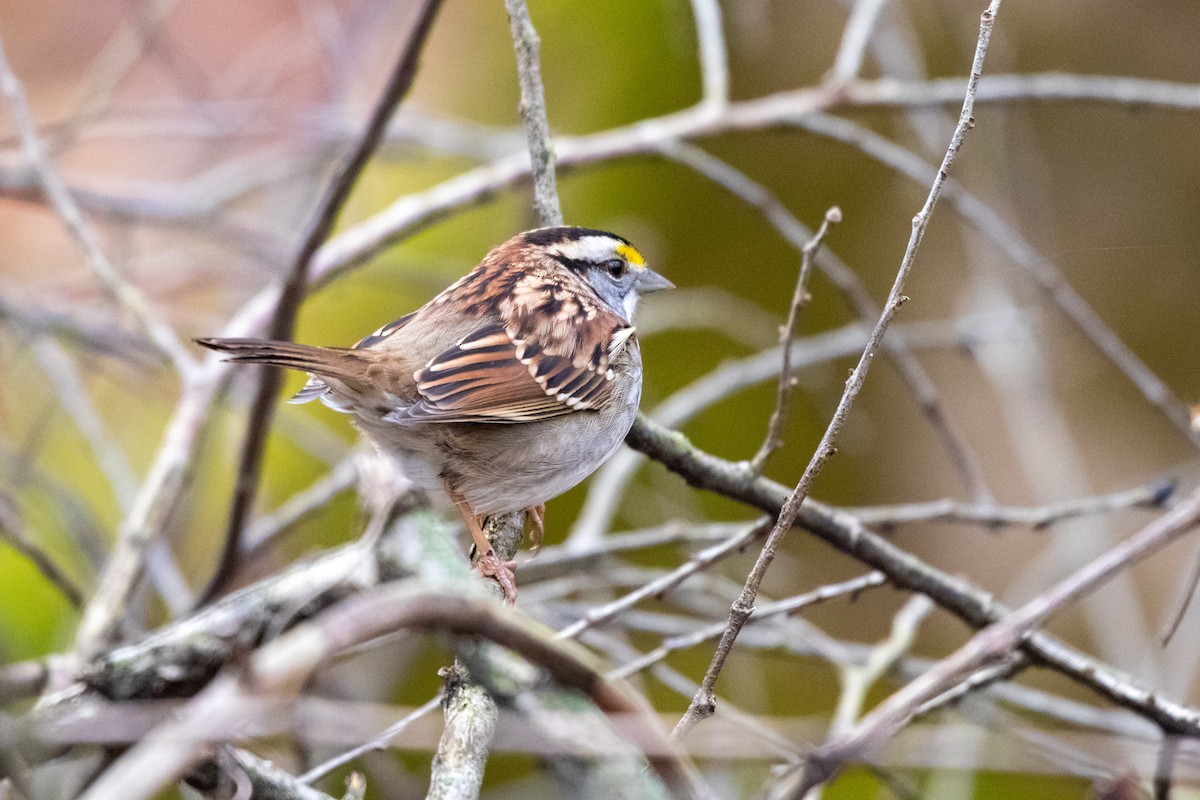 White-throated Sparrow - ML645845324