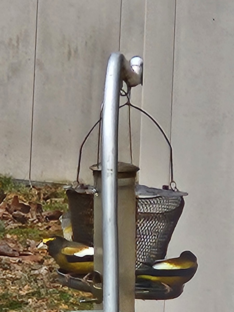 Evening Grosbeak - ML645845327