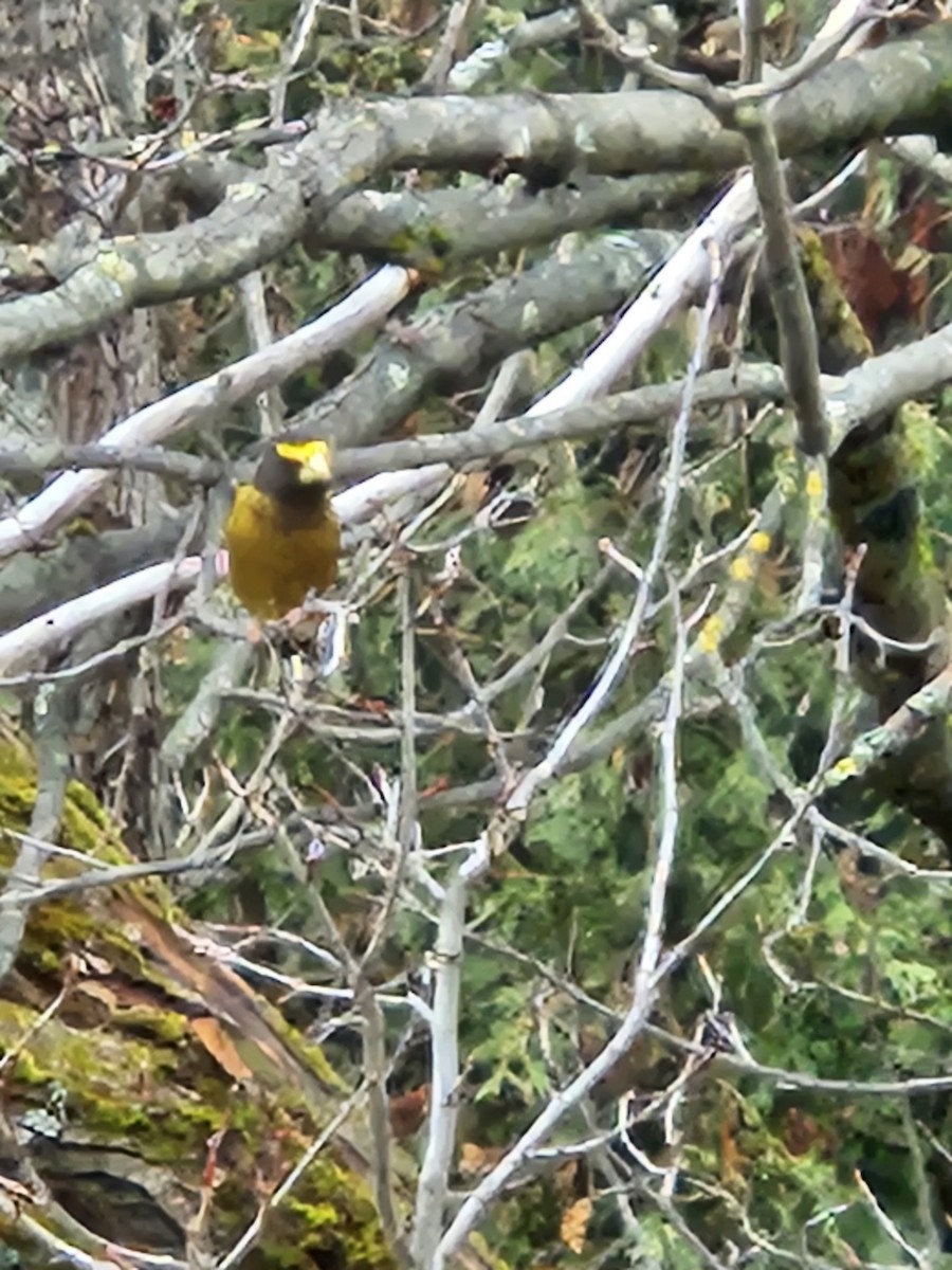 Evening Grosbeak - ML645845328