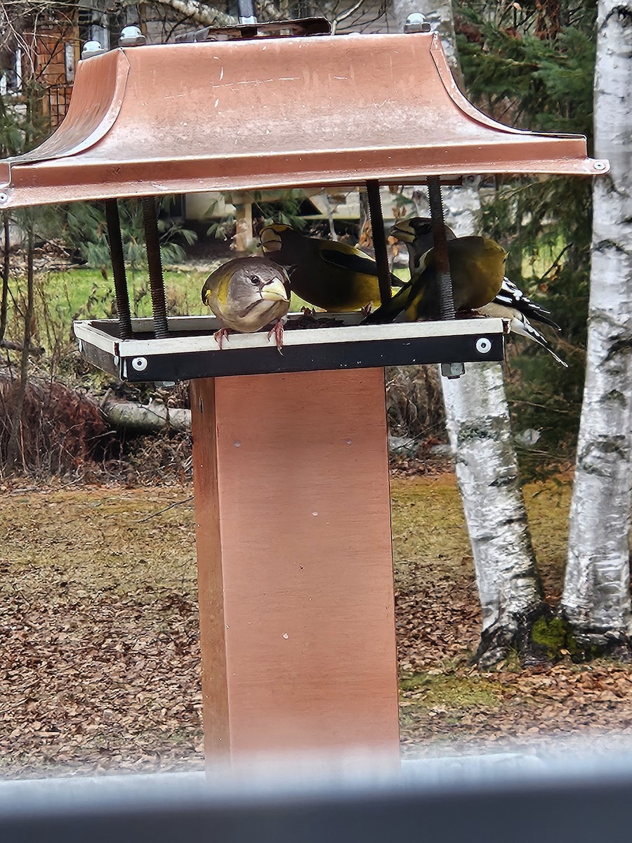 Evening Grosbeak - ML645845329