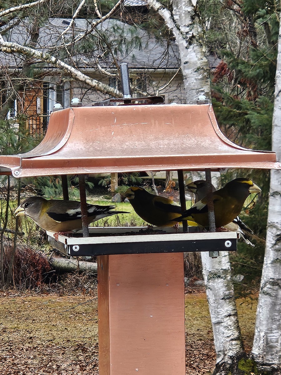 Evening Grosbeak - ML645845330