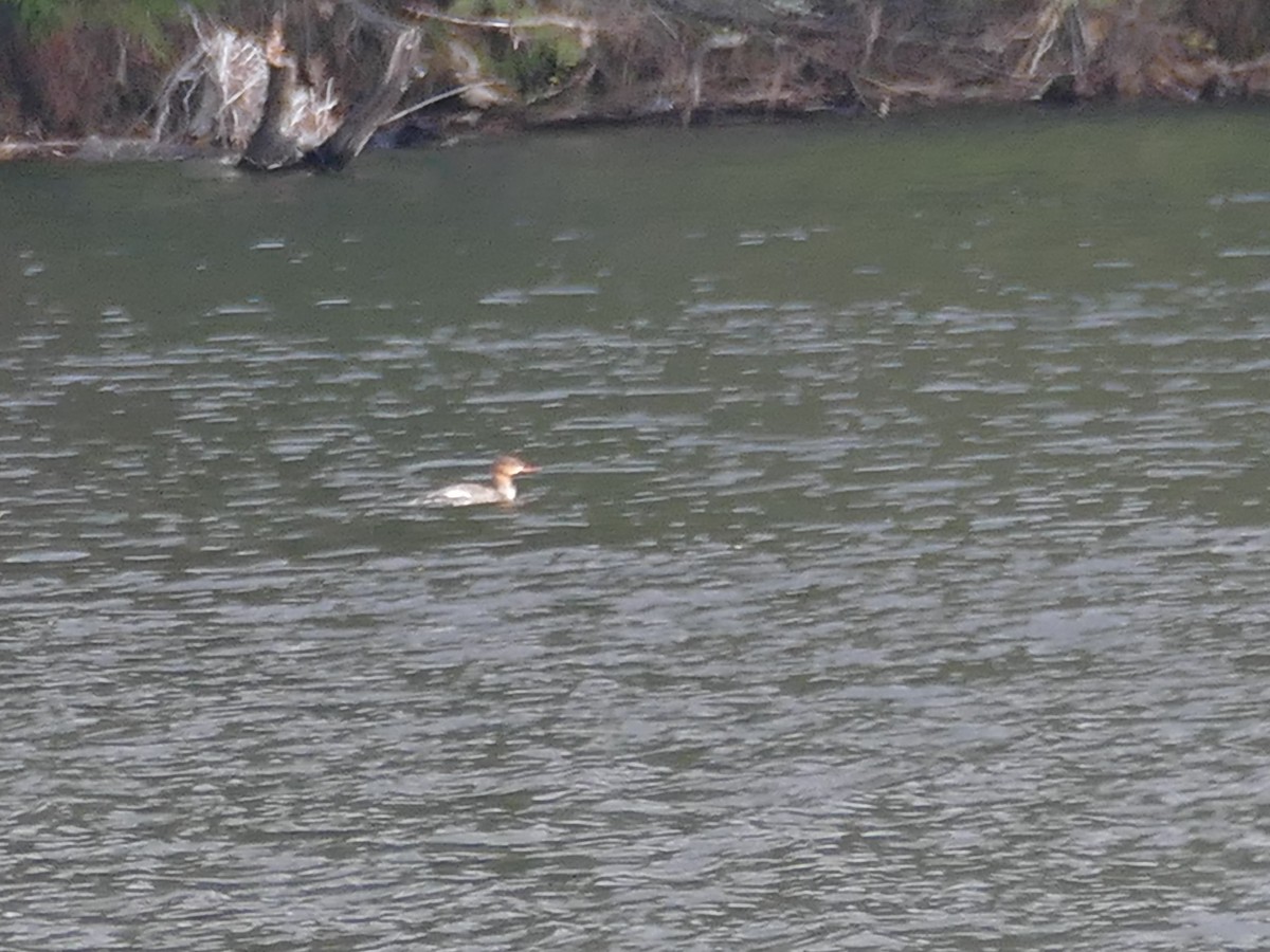 Red-breasted Merganser - ML645845334