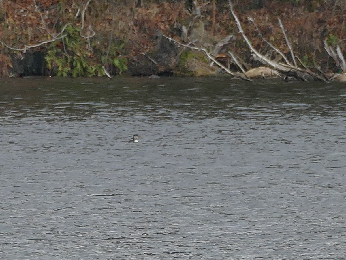 Red-necked Grebe - ML645845338
