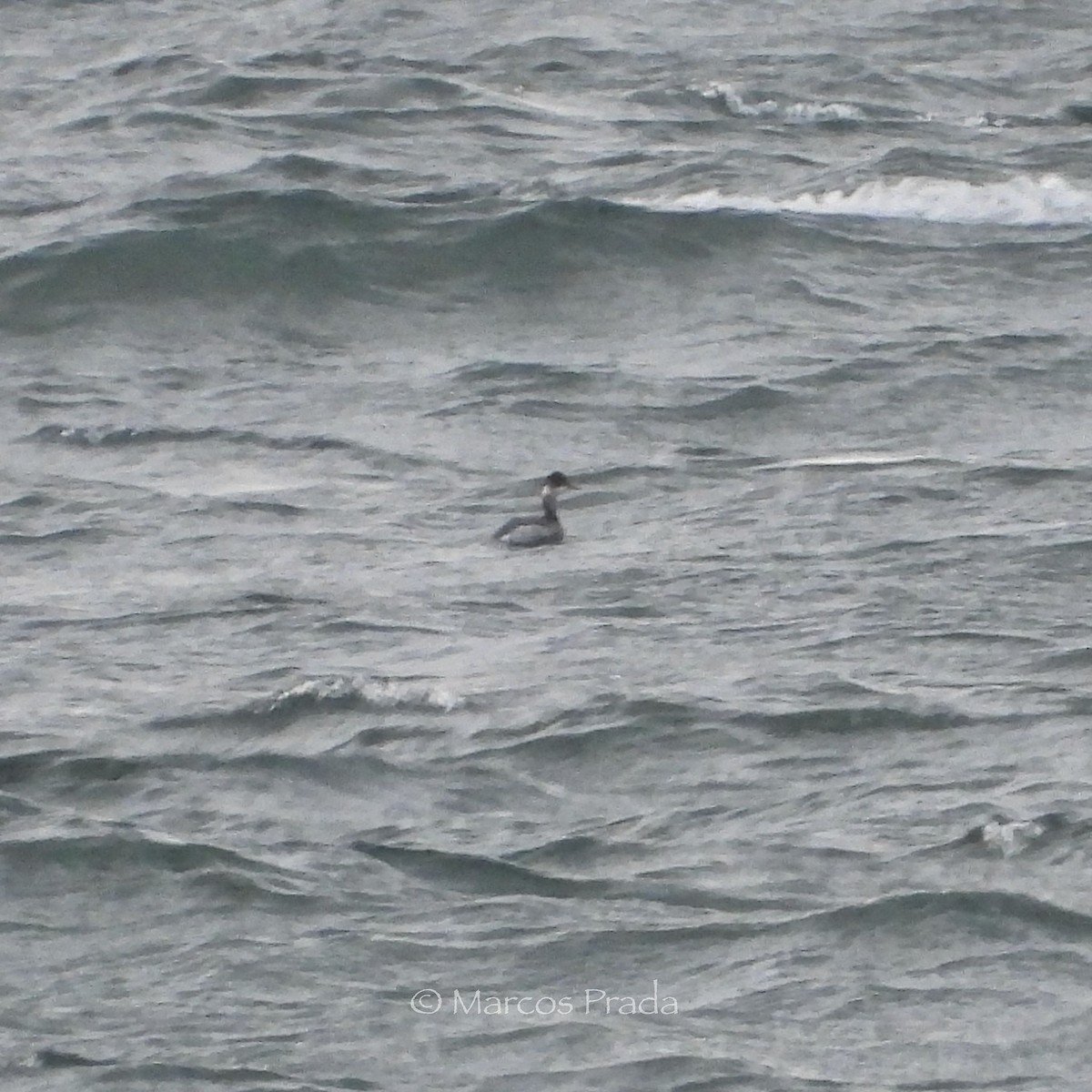 Grèbe à cou noir - ML645845339