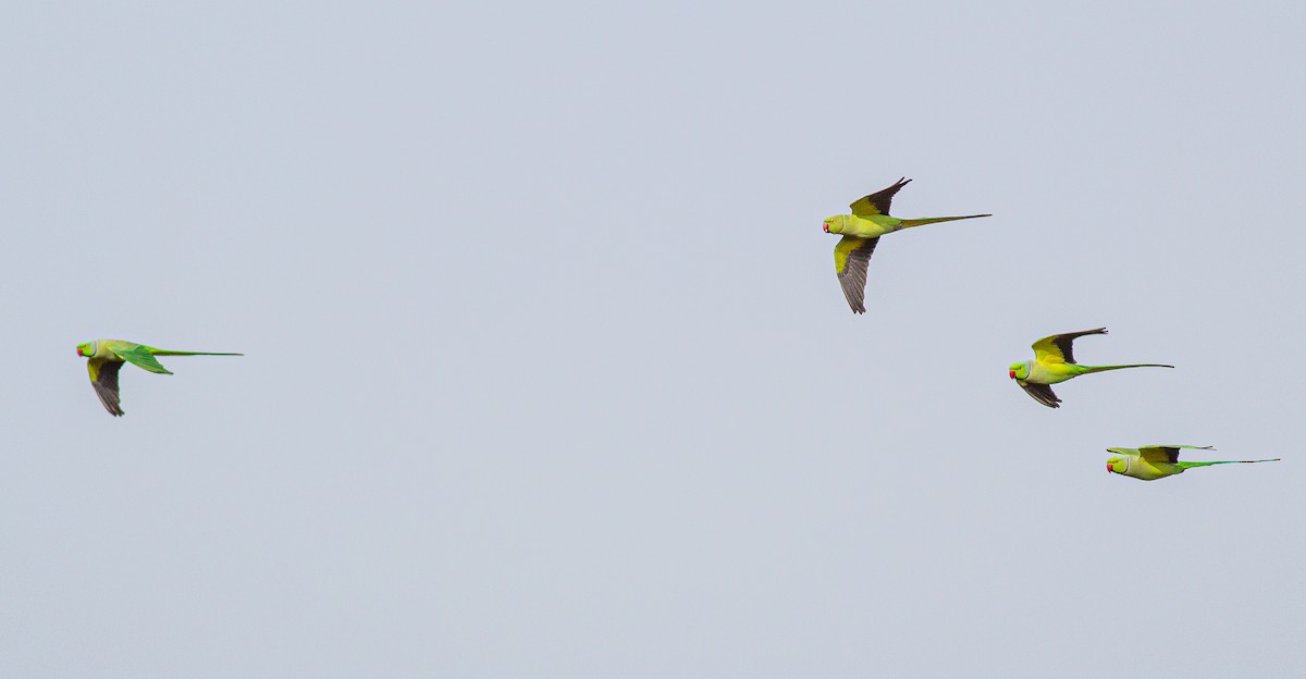 Rose-ringed Parakeet - ML645845347