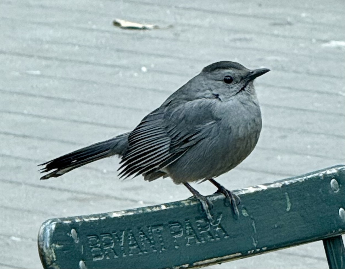 Gray Catbird - ML645845349