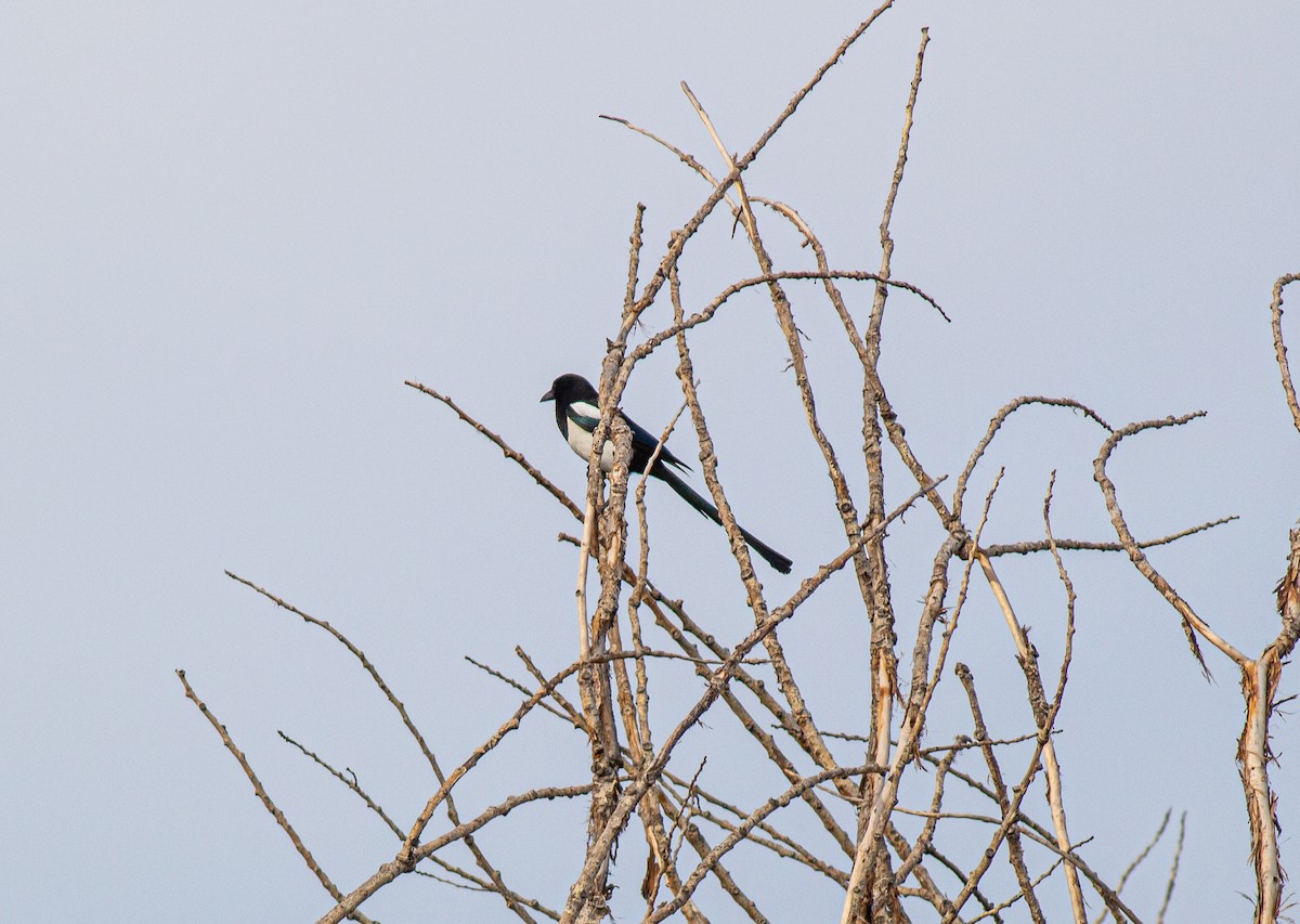 Eurasian Magpie - ML645845351