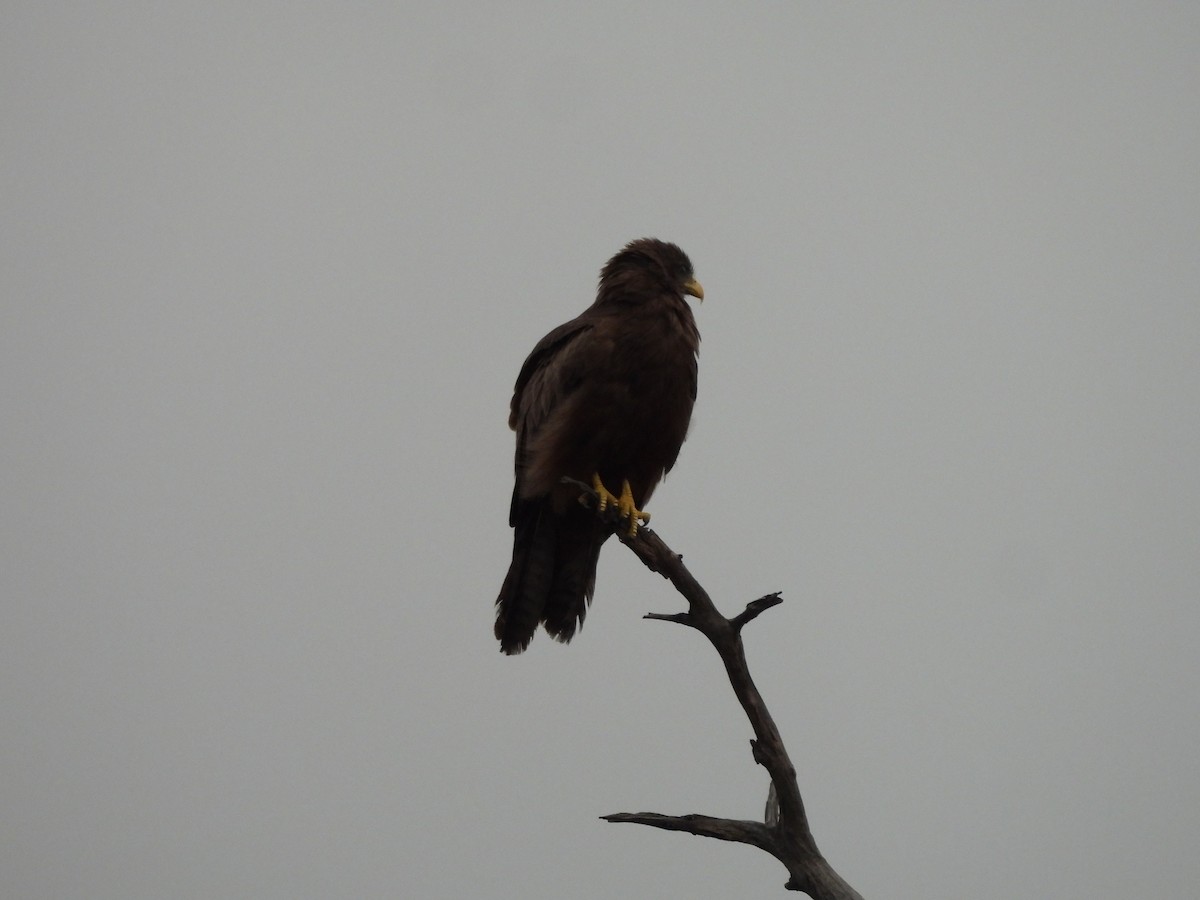 Black Kite (Yellow-billed) - ML645845354