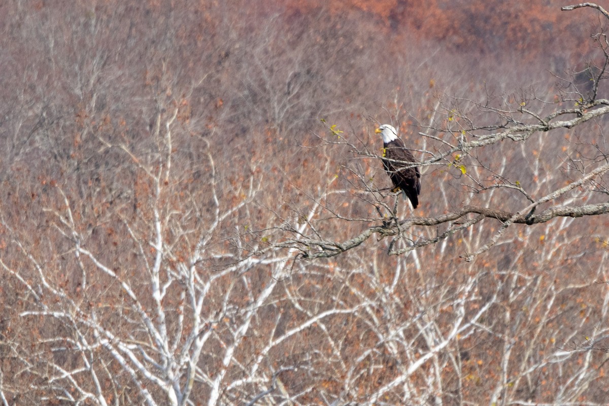 Bald Eagle - ML645845355