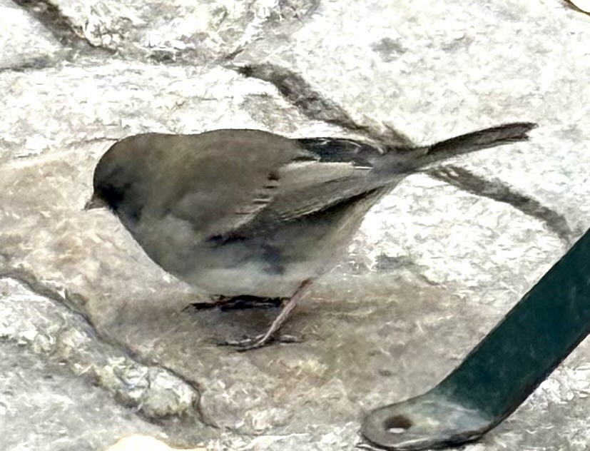Dark-eyed Junco - ML645845357
