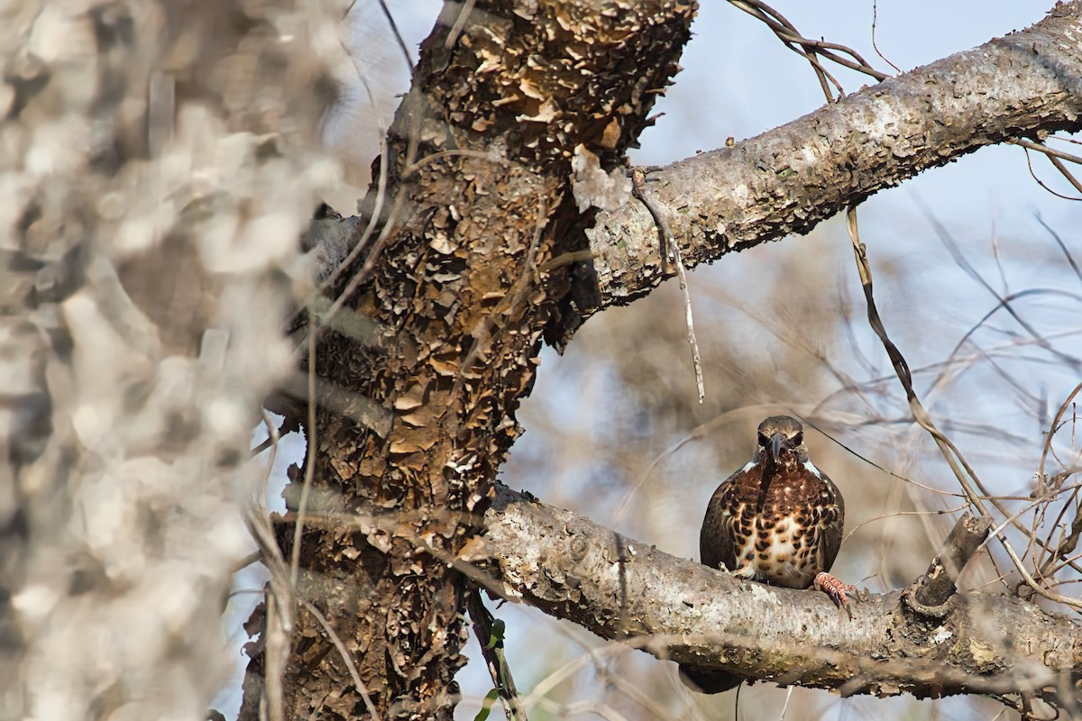 Subdesert Mesite - ML645845359