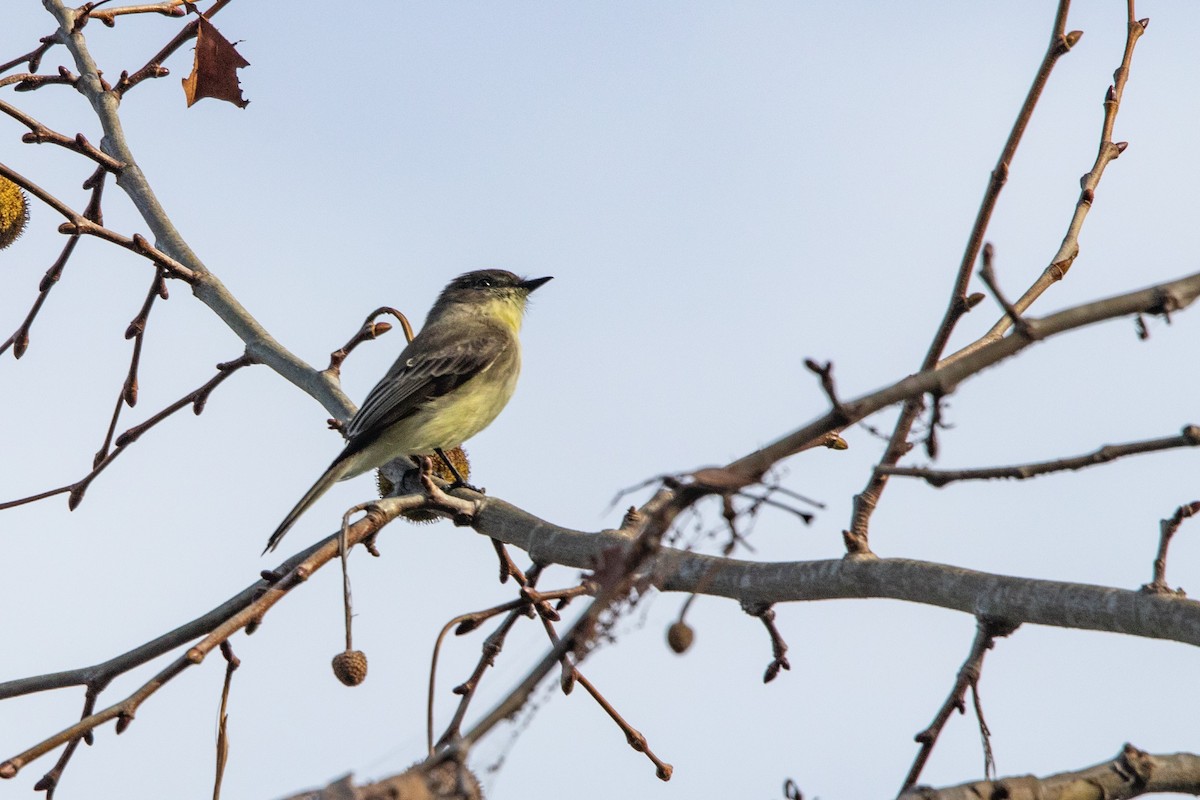 Eastern Phoebe - ML645845360