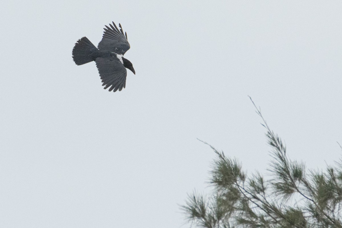 Pied Crow - ML645845362