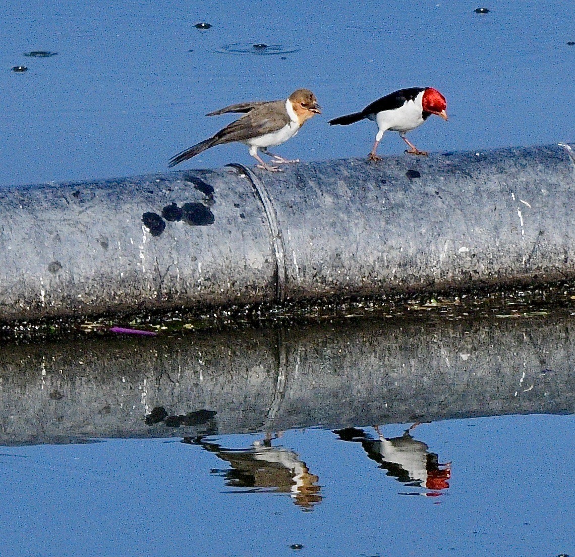 Yellow-billed Cardinal - ML645845363