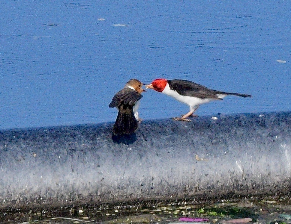 Yellow-billed Cardinal - ML645845364