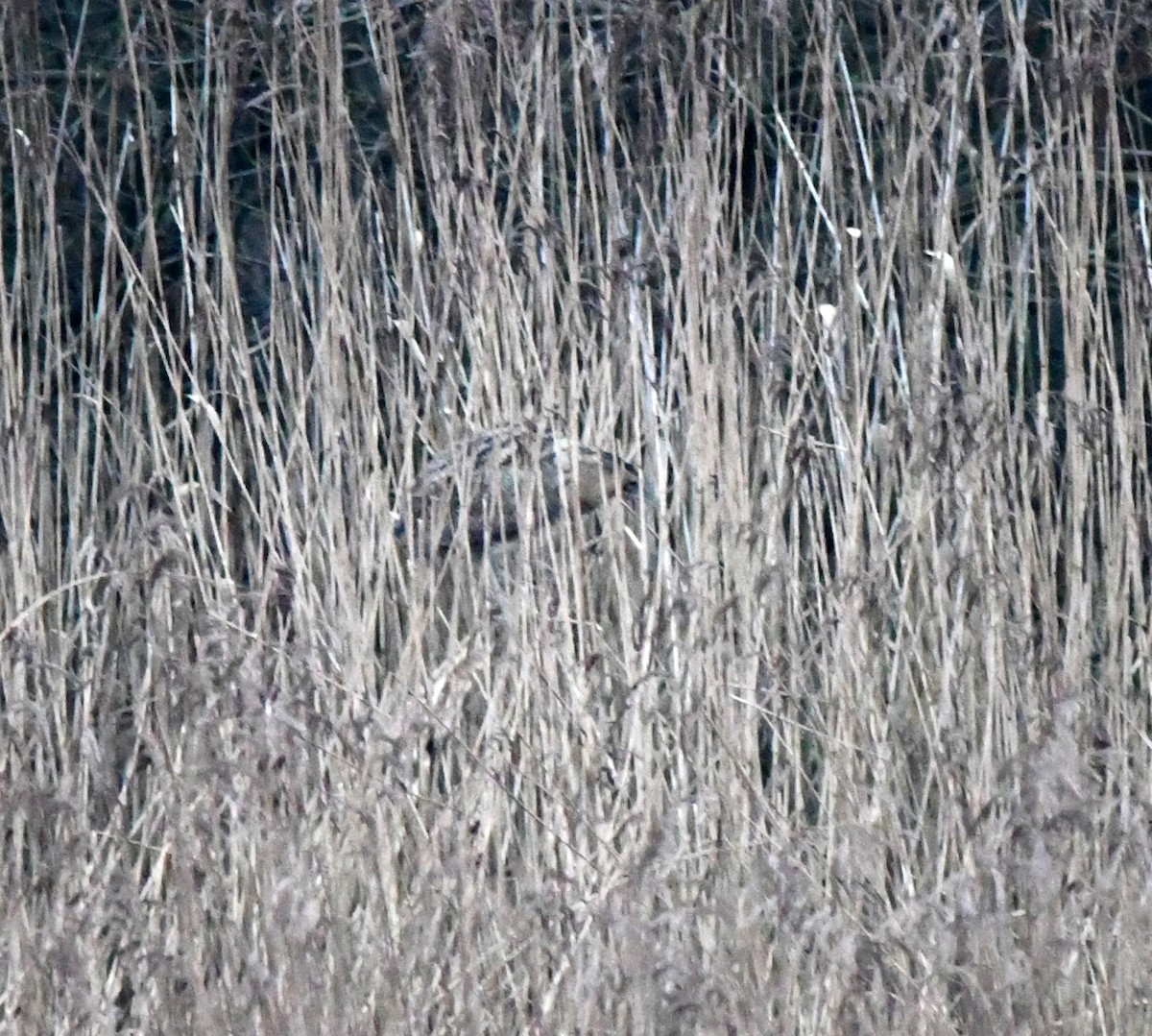 Eurasian Bittern - ML645845365
