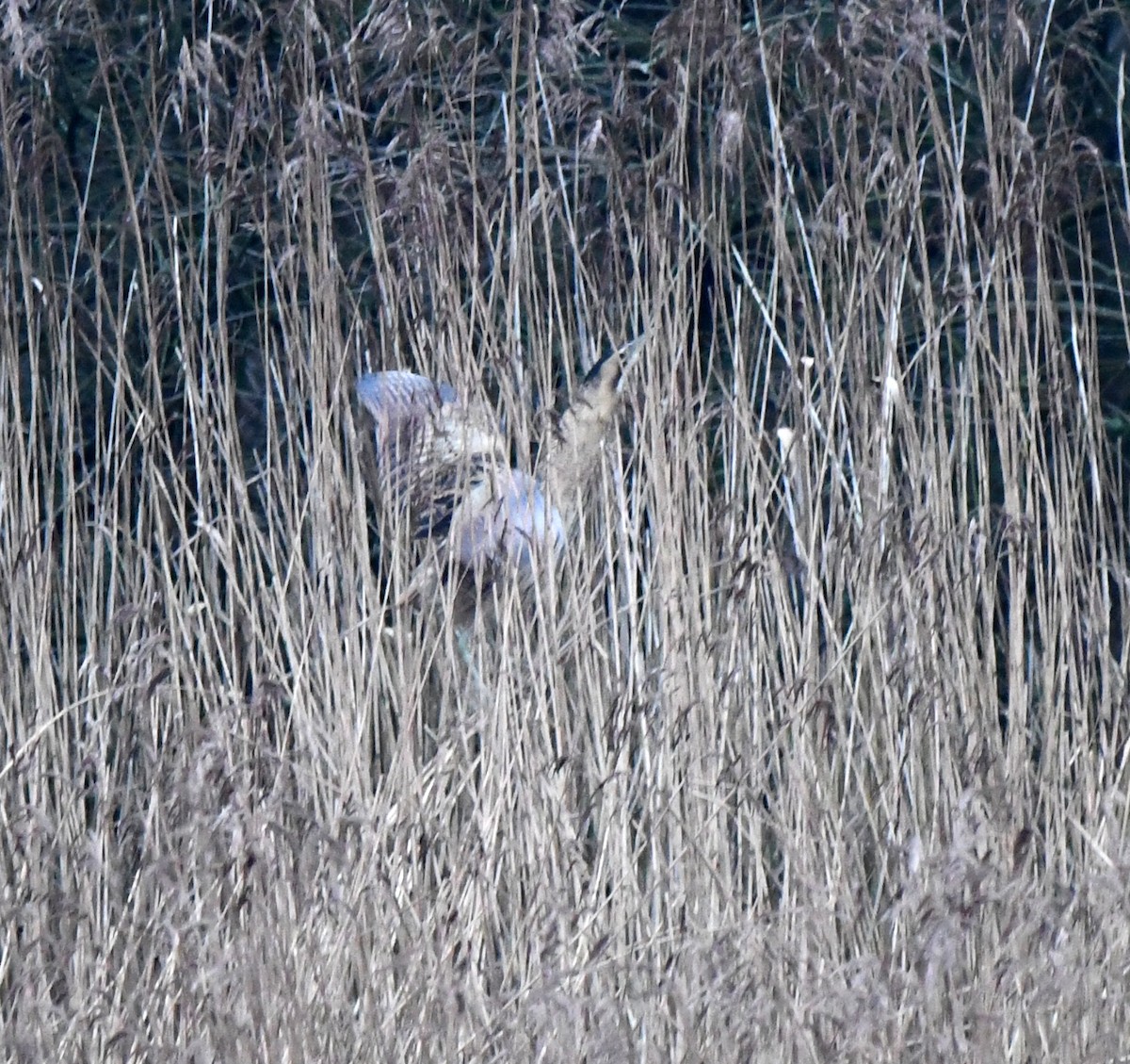 Eurasian Bittern - ML645845366