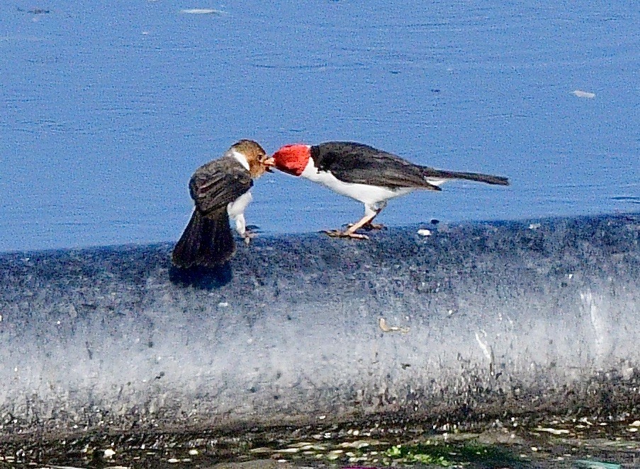 Yellow-billed Cardinal - ML645845367