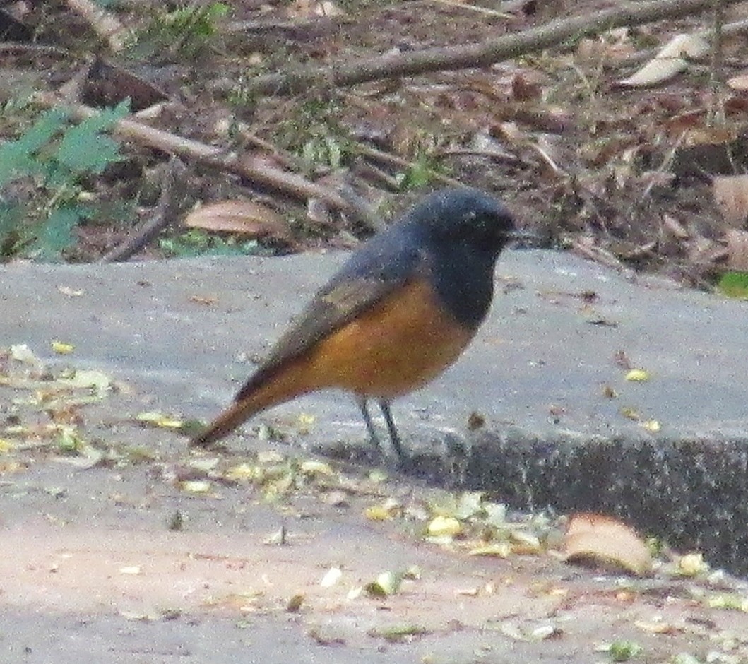 Black Redstart - ML645845368