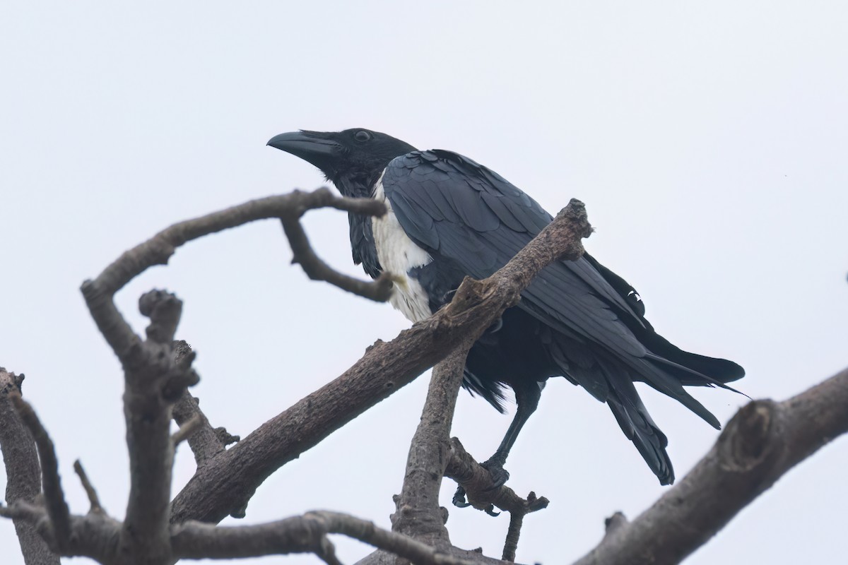 Pied Crow - ML645845370