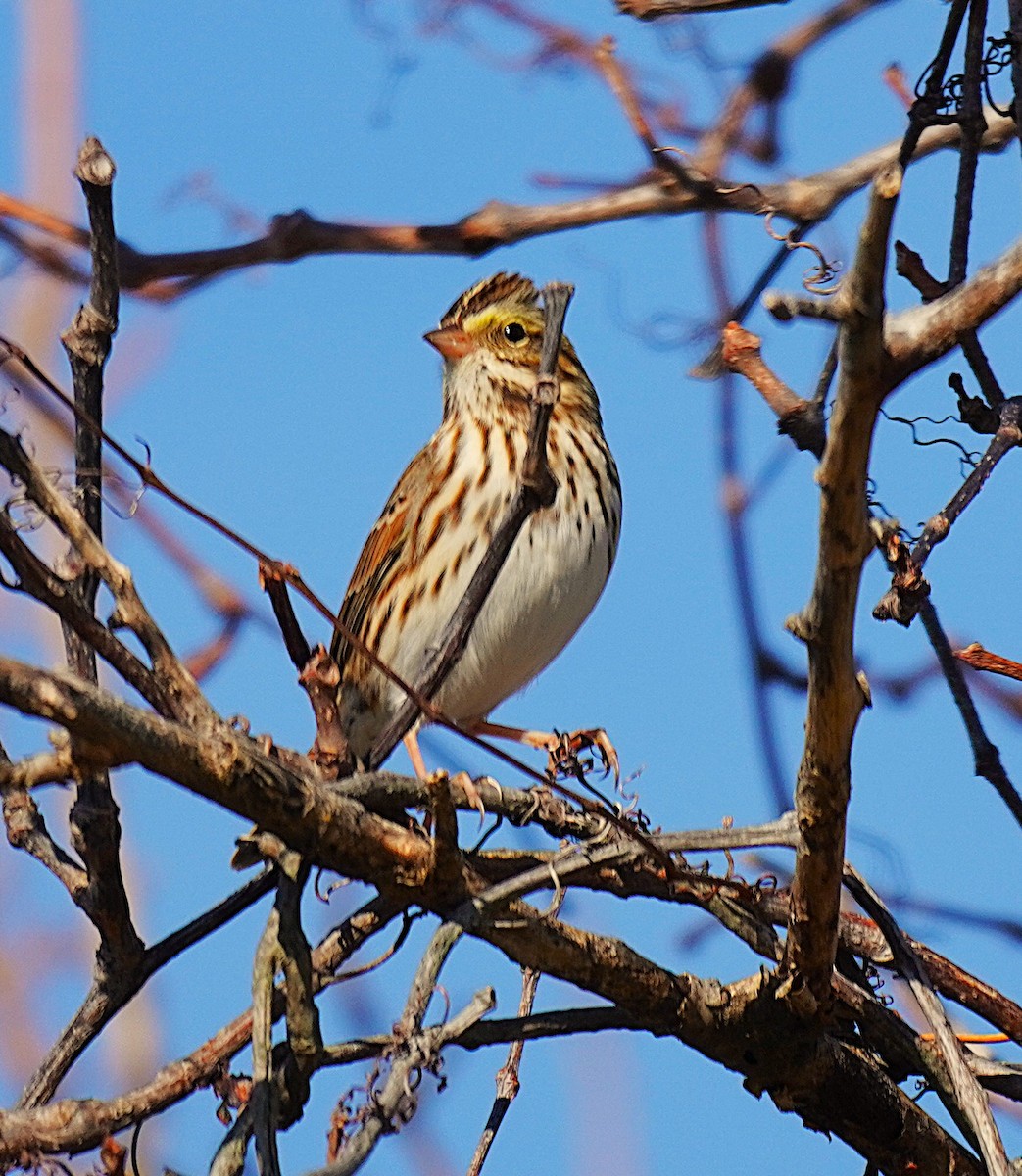 Savannah Sparrow - ML645845371