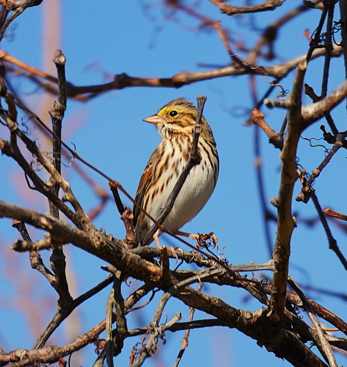 Savannah Sparrow - ML645845372