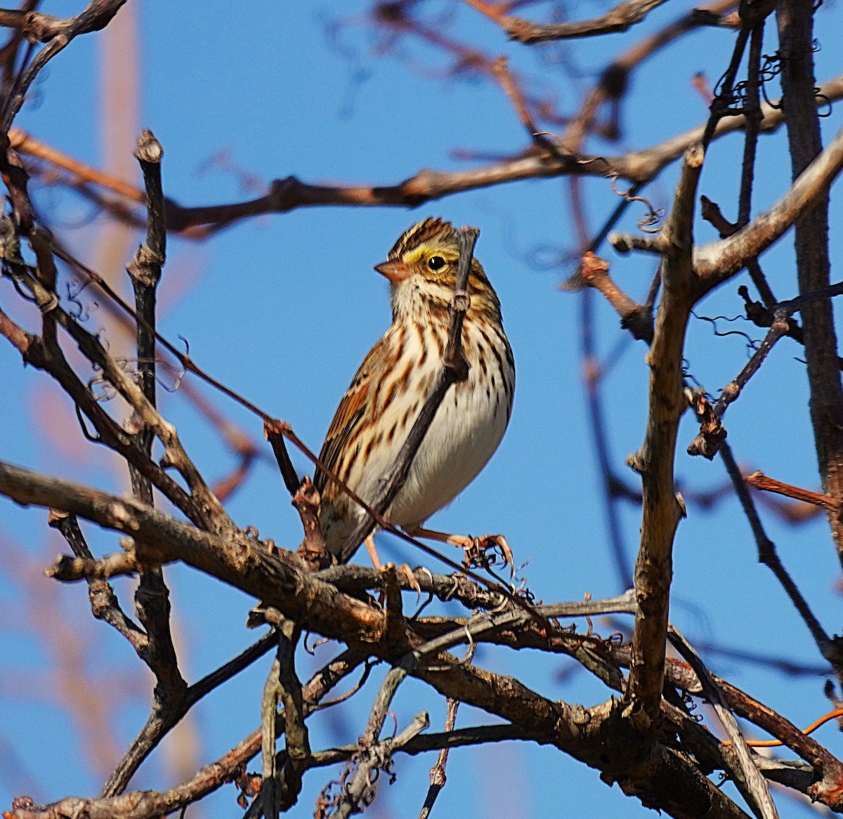 Savannah Sparrow - ML645845373