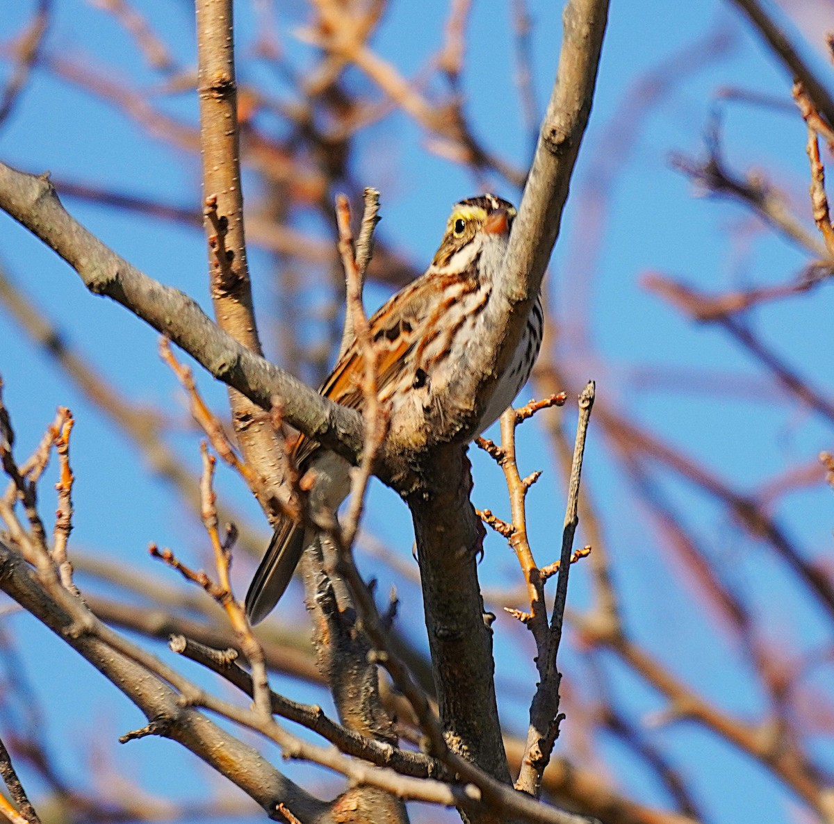 Savannah Sparrow - ML645845374