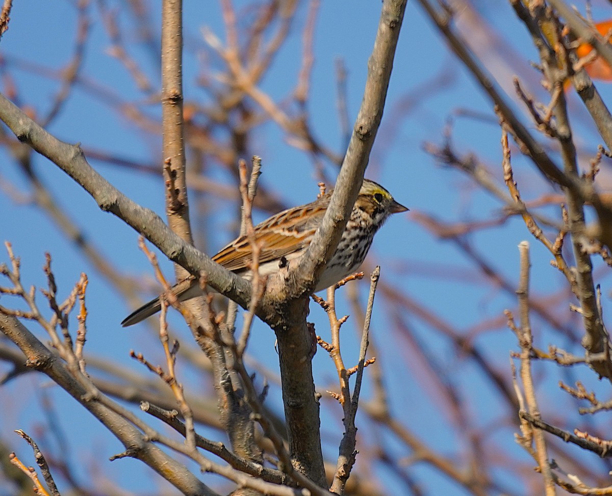 Savannah Sparrow - ML645845375
