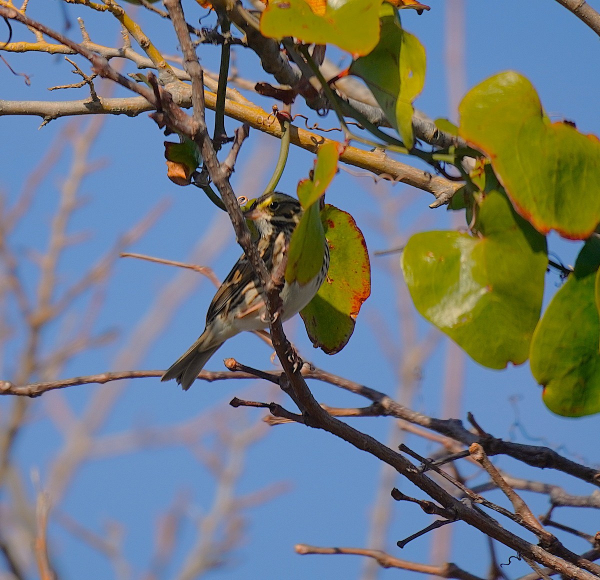 Savannah Sparrow - ML645845376