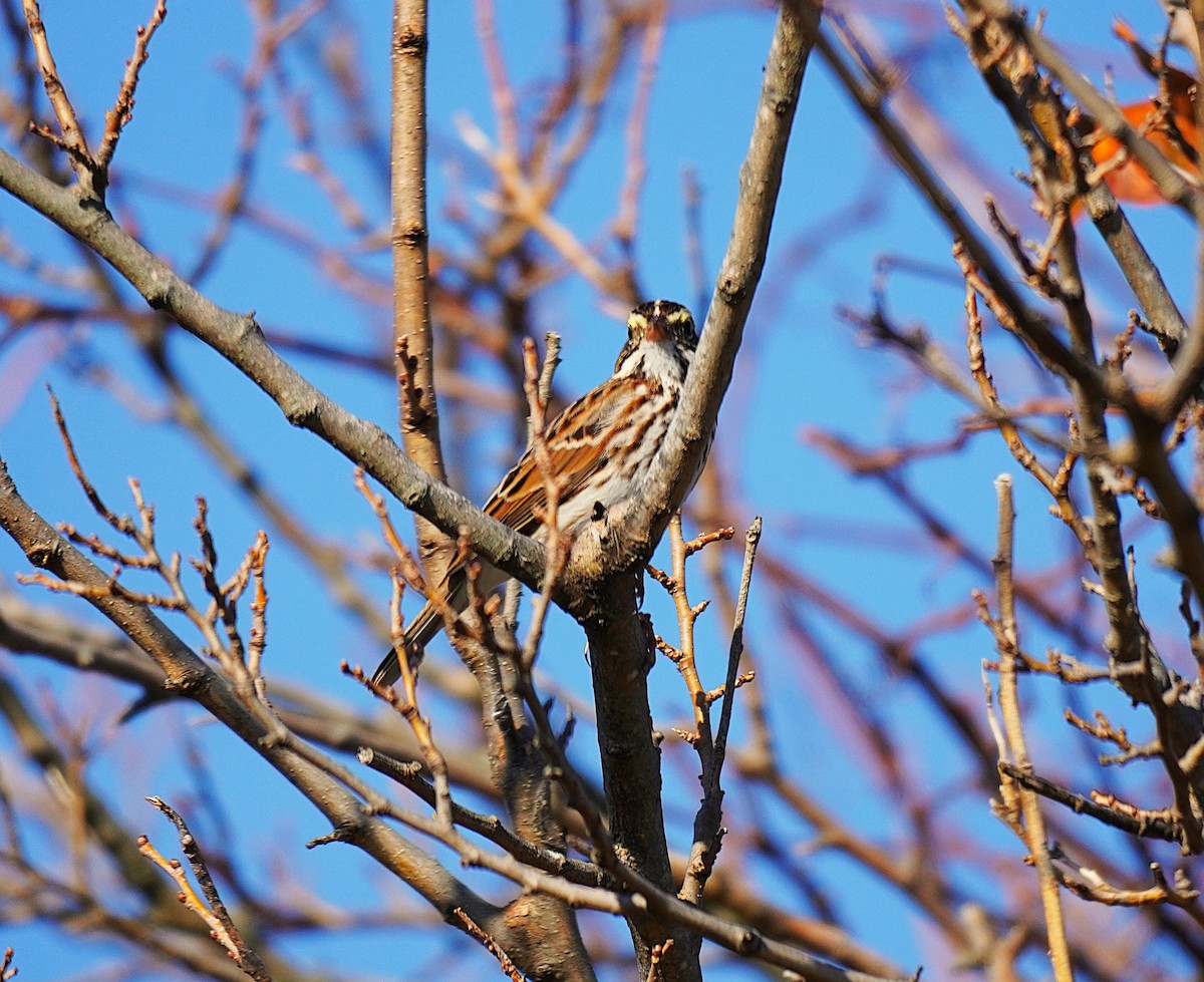 Savannah Sparrow - ML645845377