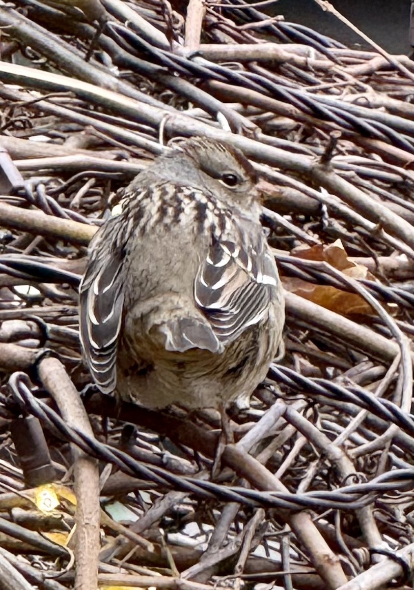 White-crowned Sparrow - ML645845378