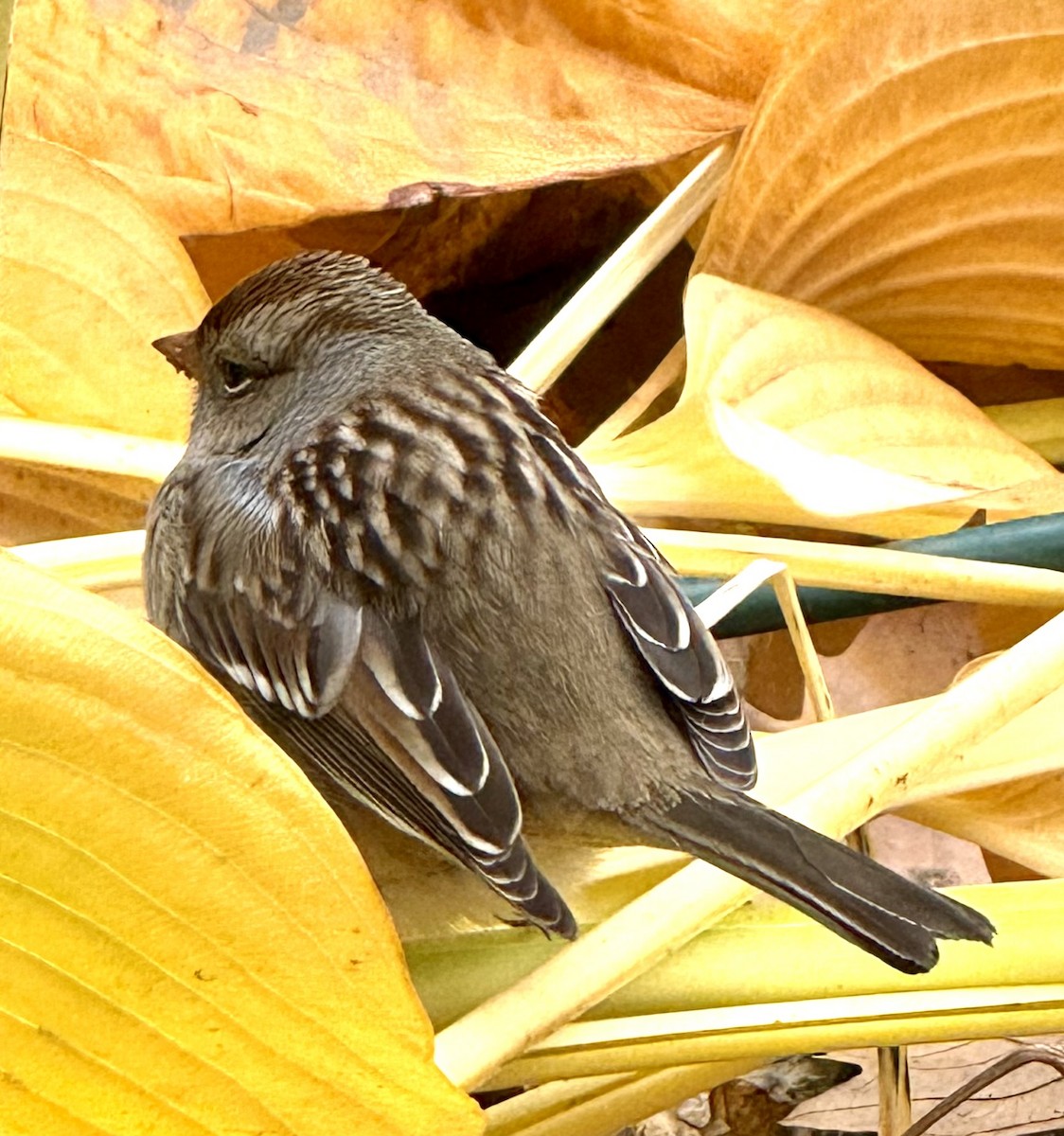 White-crowned Sparrow - ML645845379