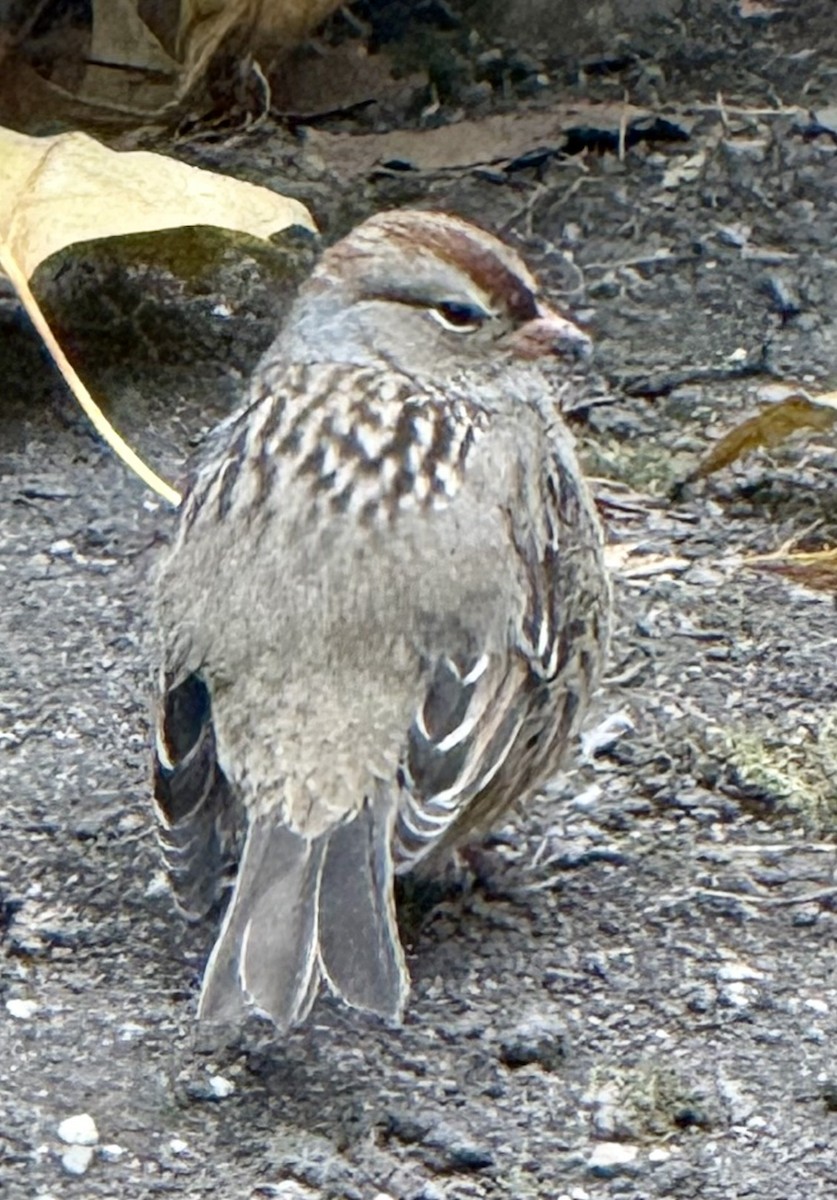White-crowned Sparrow - ML645845380