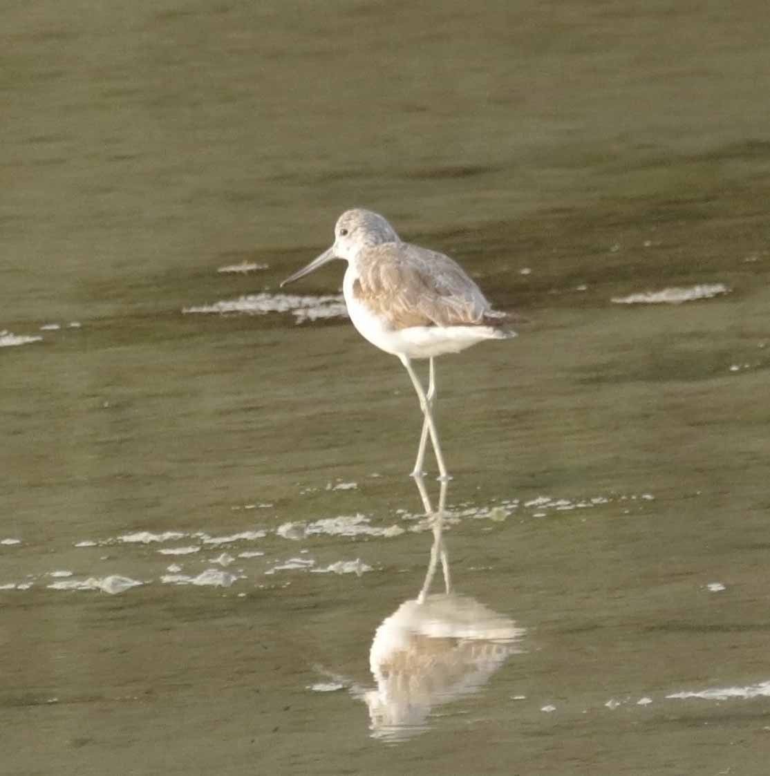 Common Greenshank - ML645845383