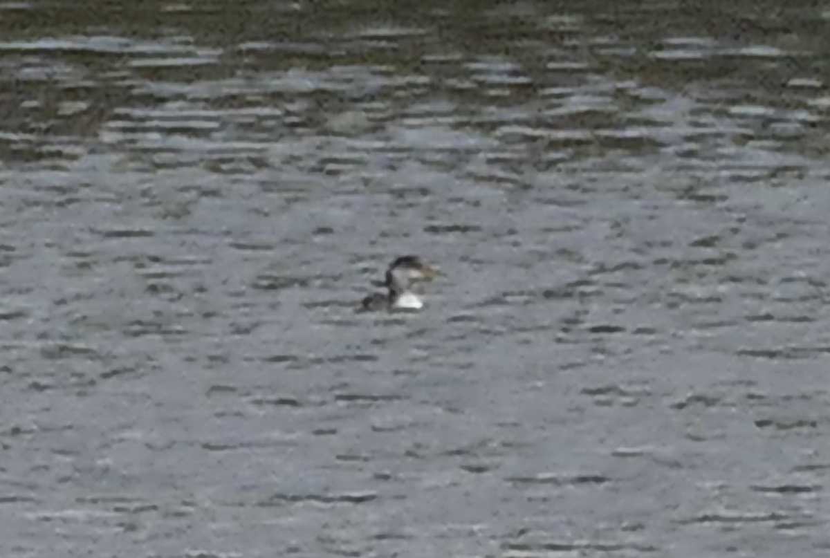 Red-necked Grebe - ML645845391