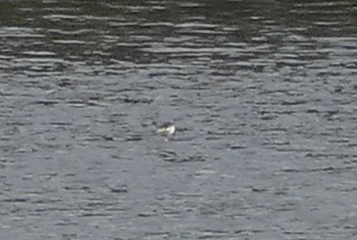 Red-necked Grebe - ML645845392