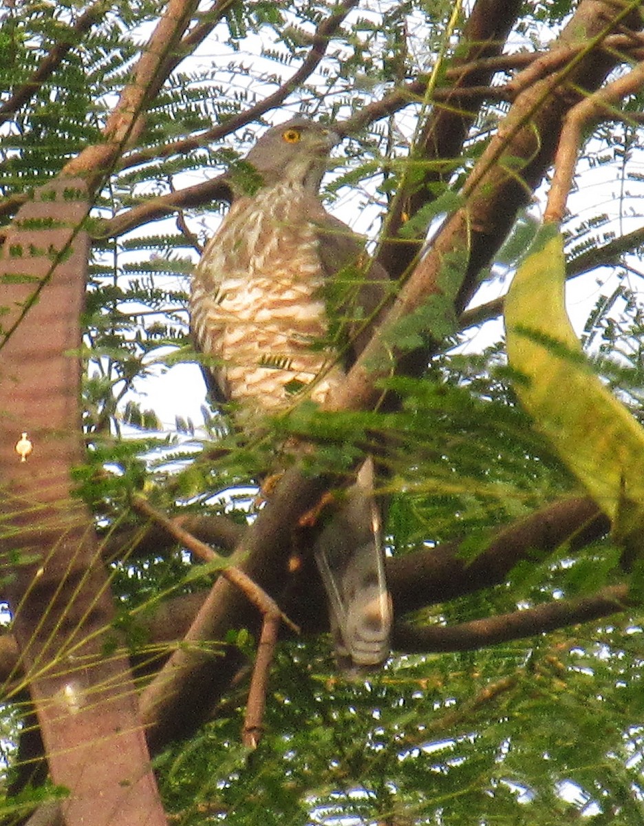Crested Goshawk - ML645845393