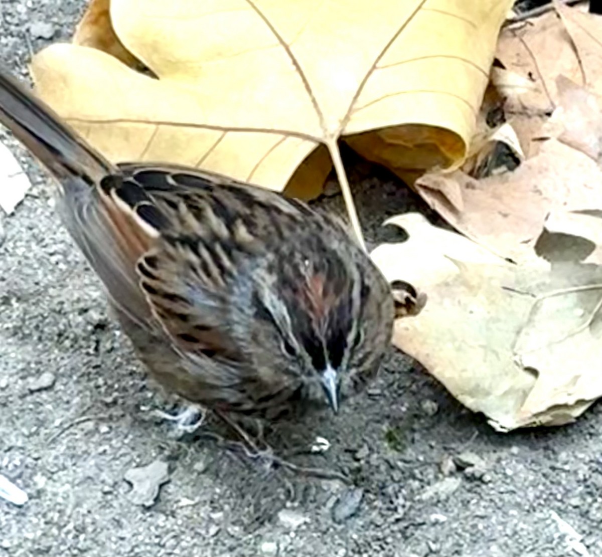 Swamp Sparrow - ML645845395