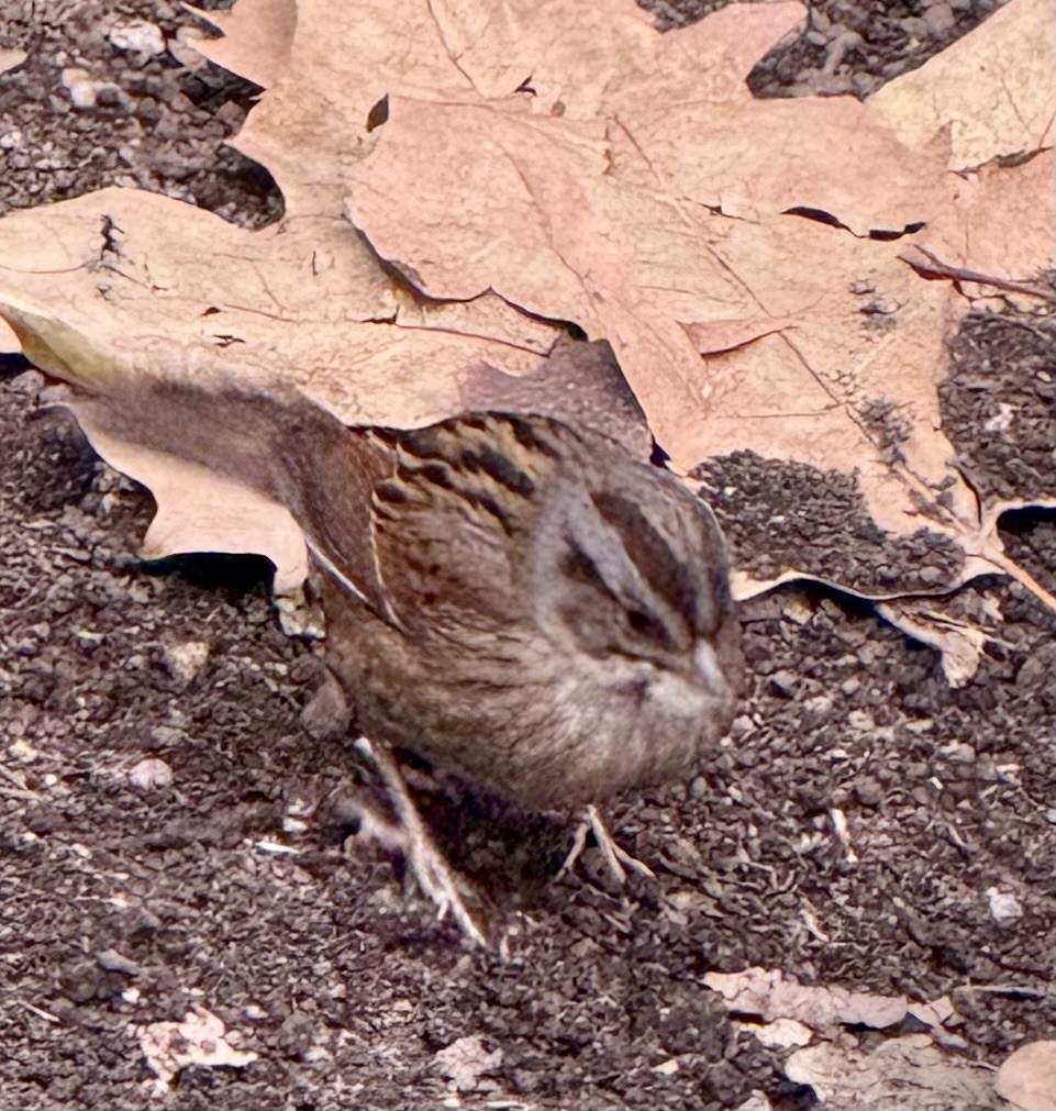 Swamp Sparrow - ML645845396