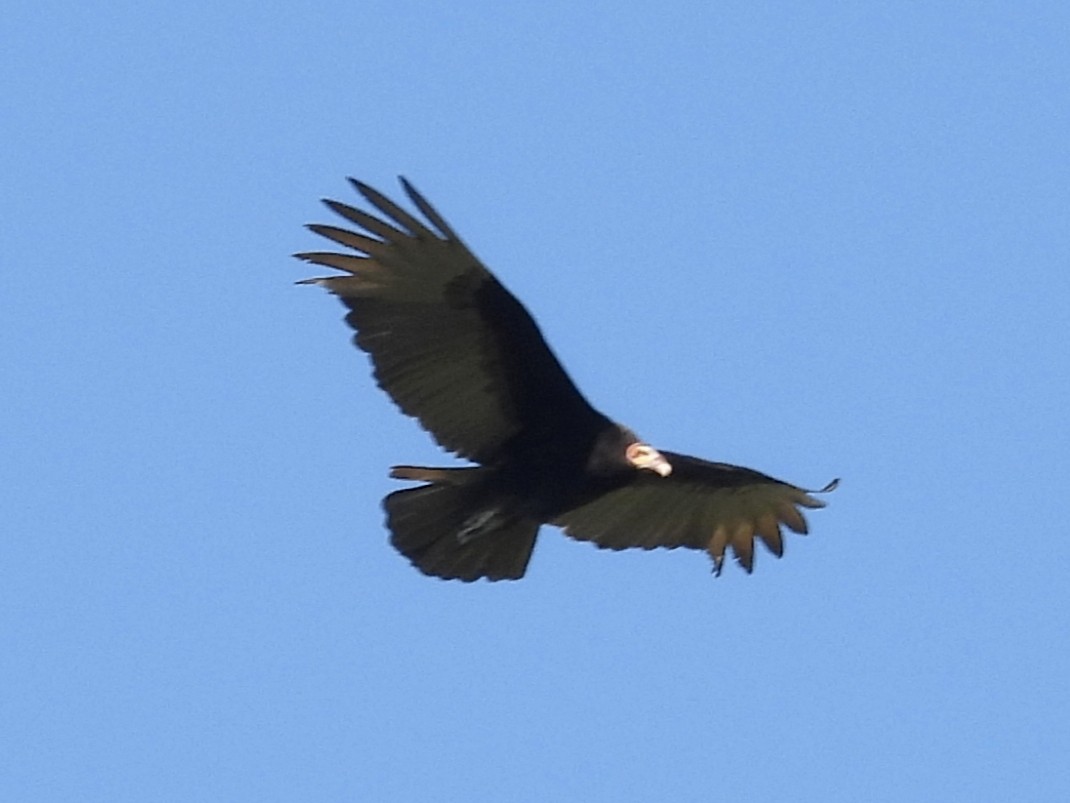 Lesser Yellow-headed Vulture - ML645845397