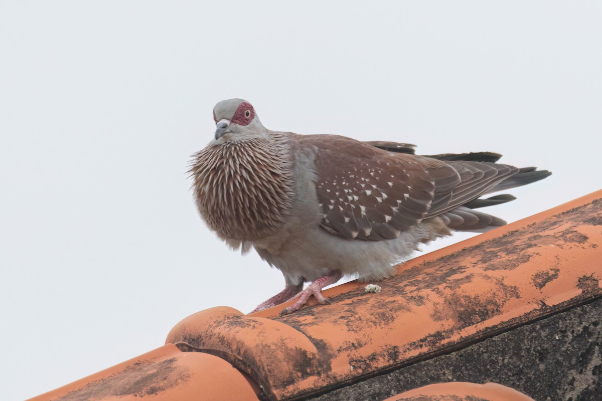 Speckled Pigeon - ML645845399