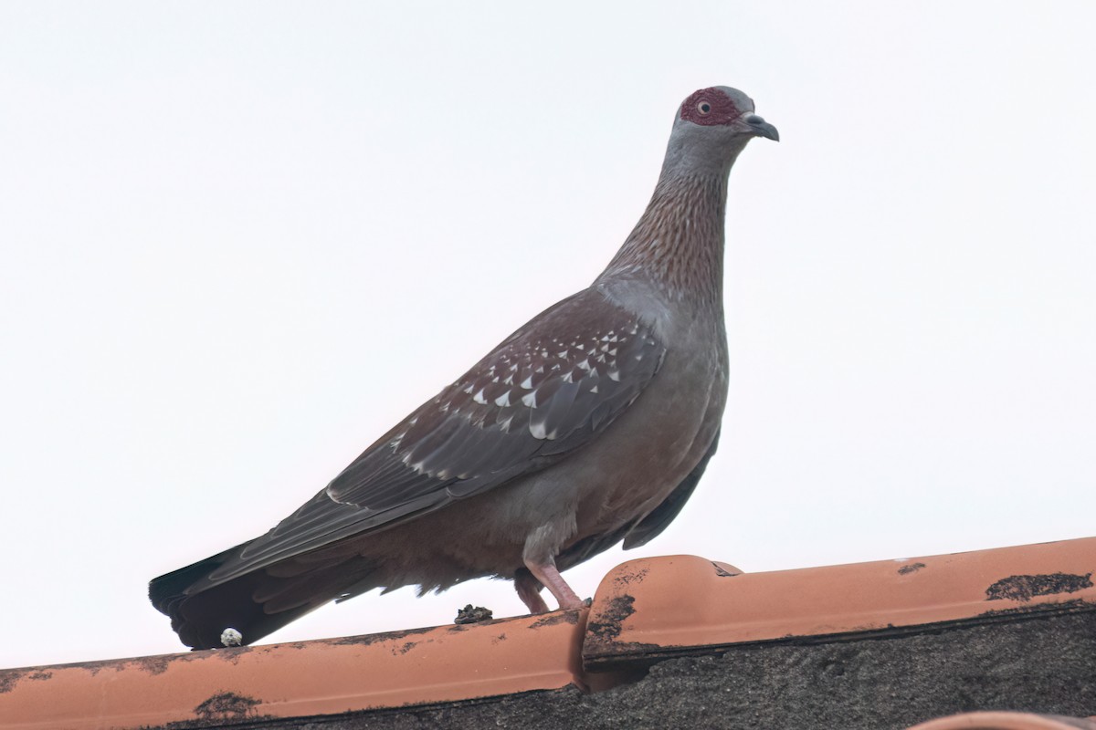 Speckled Pigeon - ML645845400